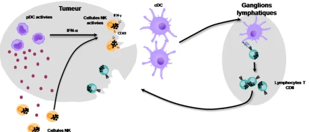 Figure 11 : Rôle des pDC dans l’immunité anti-tumorale.   Adapté de (Liu et al., 2008)