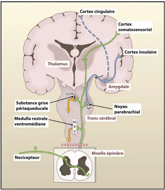 Figure 1. Anatomie des voies de la douleur 