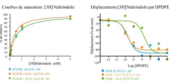 Figure 9. Courbes de saturation [3H]Naltrindole et courbes de déplacement  [3H]Naltrindole par DPDPE 