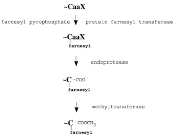 Figure 4 : Les étapes de la farnésylation de la protéine Ras1 (McGeady et al., 2002) 