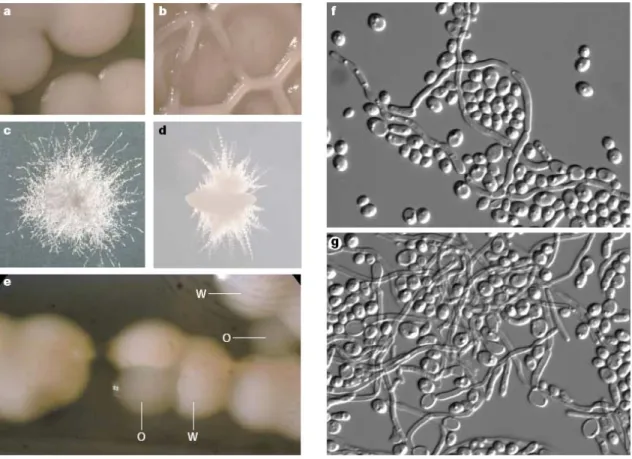 Figure 5 : Morphologies coloniales de C. albicans 