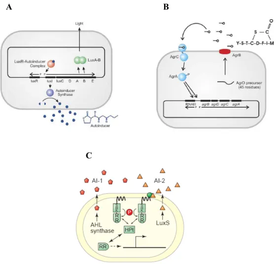Figure 10 : Différents systèmes de quorum sensing rencontrés chez les bactéries  A – Signalisation intercellulaire via des acyl homosérine lactones chez la bactérie  marine bioluminescente Vibrio fischeri (Gram négatif) (Sprague &amp; Winans, 2006); B –  Signalisation intercellulaire via des oligopeptides chez la bactérie Gram positif 