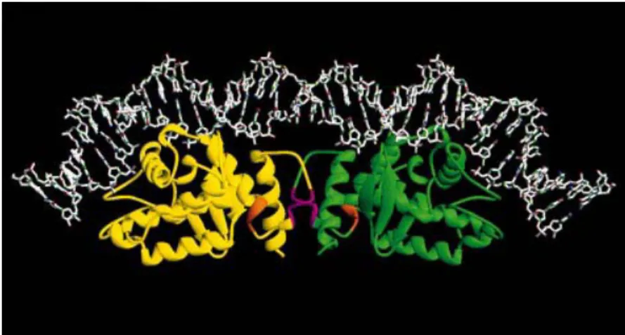 Figure 6. Modèle représentant le complexe formé par XerC, XerD et 