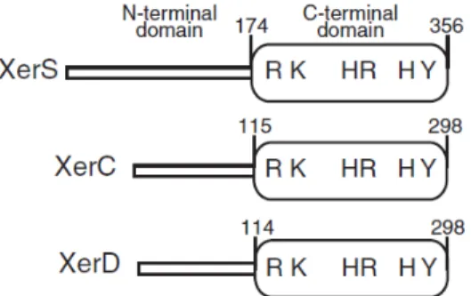 Figure 7. Comparaison entre XerS, XerC et XerD. Les diagrammes 