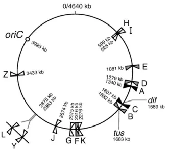 Figure 8. Position et orientation des séquences Ter chez E. coli. Les 