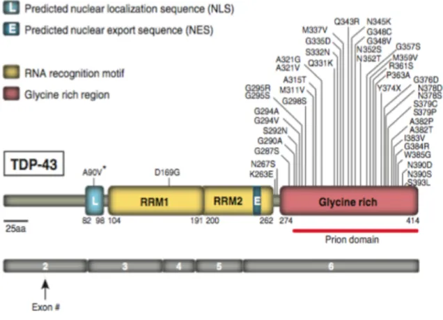 Figure 2.1 : Schéma structural de TDP-43 adapté de [18]. 
