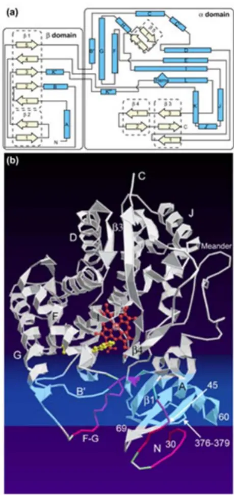 Figure 1. Structure secondaire (a) et tertiaire (b) du cytochrome P450  Source : http://genomebiology.com/2000/1/6/reviews/3003 