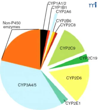 Figure 3. Représentation de la contribution des isoformes des CYP en fonction du  nombre de substrats exogènes biotransformés (Guengerich, 2003)