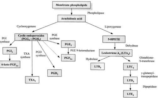 Figure 5. Synthèse des éicosanoïdes (Bhargava et coll., 1998) 