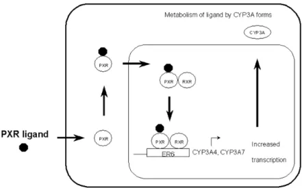 Figure 8. Voie d’activation de la transcription de CYP par PXR.    Source : http://herkules.oulu.fi/isbn9514258649/html/x579.html 
