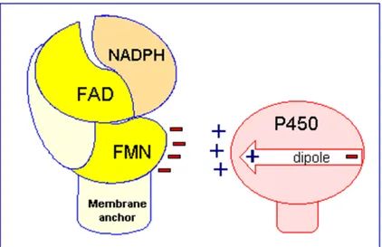 Figure 11. Interaction NPR/CYP. 