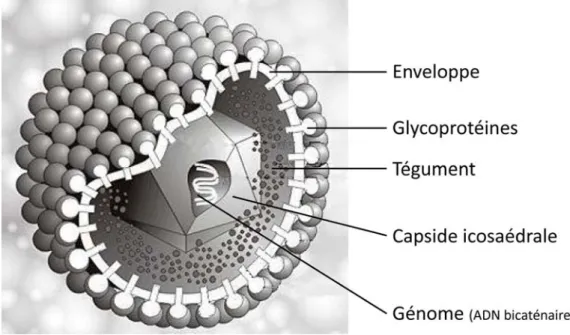 Figure 4 : Structure et composition d’HSV-1 