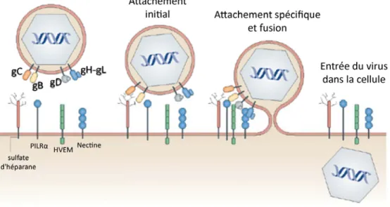 Figure 6 : Mécanismes d’attachement et d’entrée d’HSV-1 
