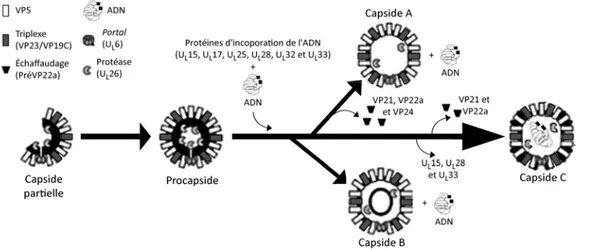 Figure 9 : Assemblage et maturation des capsides virales 
