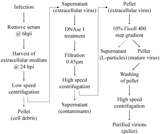 Figure 2 – Purification scheme  