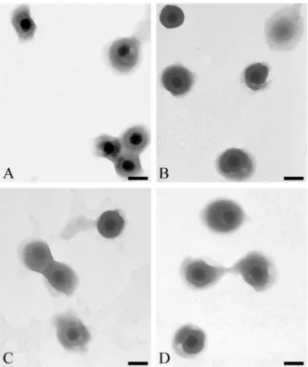 Figure 3 – Analysis of extracellular virions by electron microscopy  