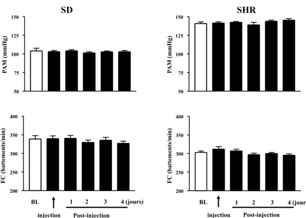 Fig. 6. Variations diurnes de la pression artérielle moyenne et de la fréquence cardiaque chez les rats SD (à gauche) n =  10 et SHR (à droite) n = 10 suite à une injection unique en i.v