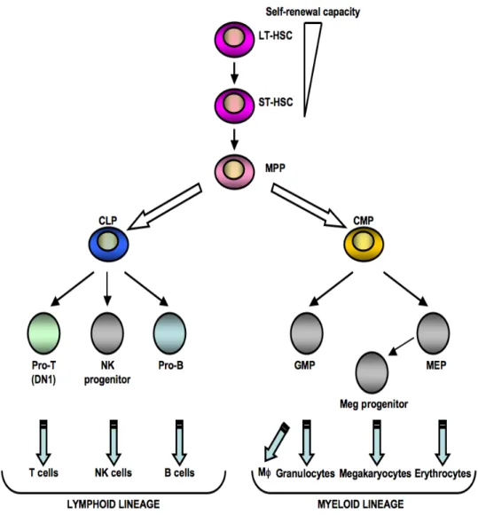 Figure 1. The classical model of hematopoiesis. Hematopoietic stem cells lose their self- self-renewal  activity  and  their  first  lineage  fate  decision  is  to  engage  in  lymphoid  or  myeloid  differentiation