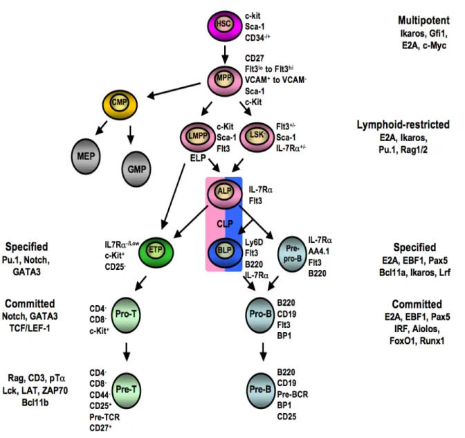 Figure  2.  Schematic  representation  of  the  revised  model  of  hematopoietic  lineage  differentiation, specification and commitment