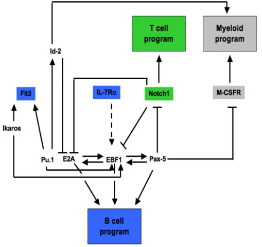 Figure  3.  A  simplified  version  of  the  transcriptional  network  governing  B-,  T-  and  myeloid lineage differentiation