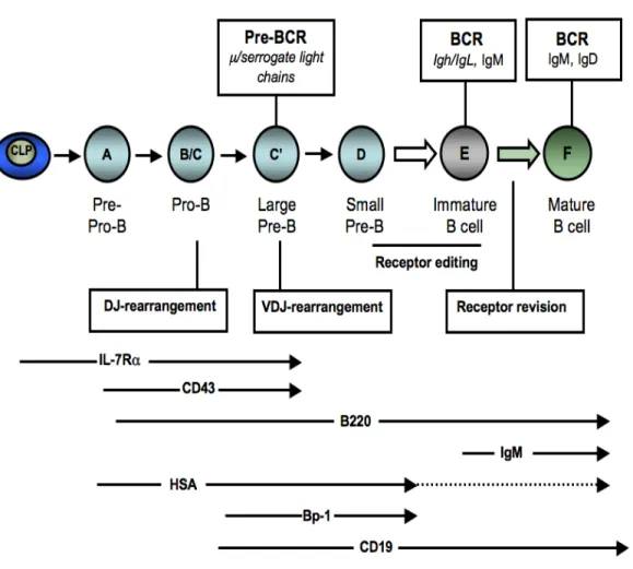 Figure 4. Illustration of B-cell development in the bone marrow. The B-cell lineage is  initiated by a common lymphoid precursor (CLP) that give rise to cytokine-dependent  pro-B  cells