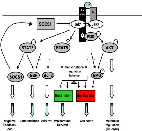 Figure 5. IL-7/IL-7R signaling cascade. IL-7 binds to the IL-7R and triggers a signaling  cascade that phosphorylates PI3K, AKT, and STAT5