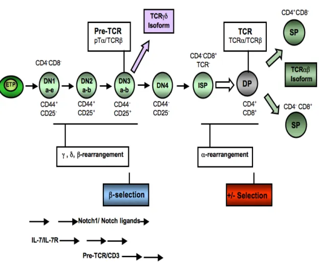 Figure  6.  Illustration  of  T-cell  development  in  the  thymus.  Early  thymic  progenitors  (ETP)  migrate  from  the  bone  marrow  to  the  thymus,  where  they  differentiate  into  four  double negative CD4 - CD8 -  (DN) stages