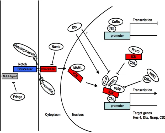 Figure  7.  Notch  signaling  pathway.  Notch  is  composed  of  an  extracellular  and  intracellular  domain