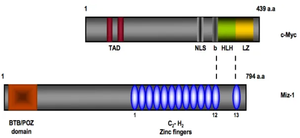 Figure 9. Schematic representation of c-Myc and Miz-1.  
