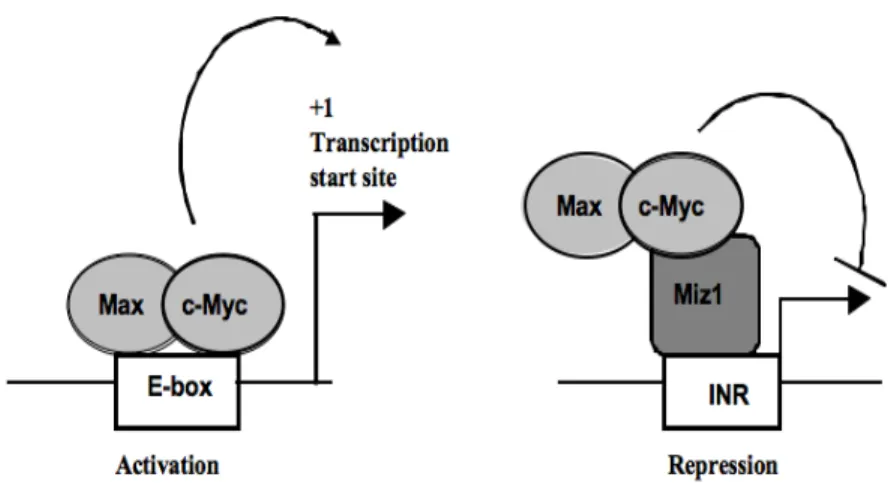 Figure  10.  Schematic  representation  of  the  two  c-Myc-dependent  regulatory  pathways