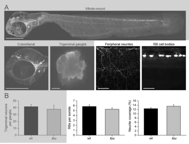 Figure 4. (tirée de Low et al 2010, Figure 5) Gross morphology of sensory neurons 