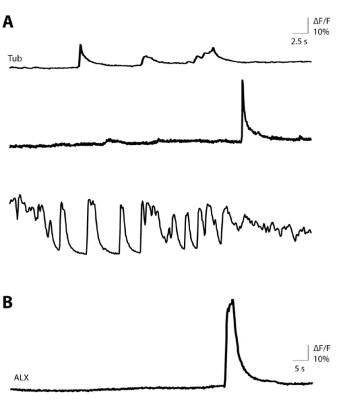 Figure 8. Imagerie calcique dans des cellules dissociées de l’embryon du poisson-zébré