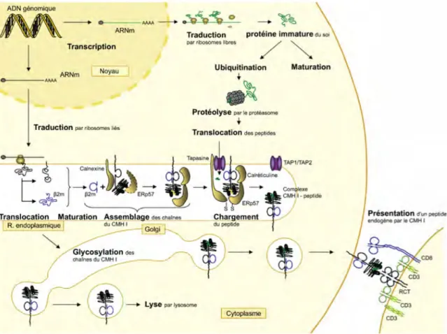 Figure 4. Voie classique de présentation antigénique par les CMH I. Étapes de la présentation d'un  peptide endogène du « soi » par une molécule du CMH I au récepteur T d'un lymphocyte T CD8+