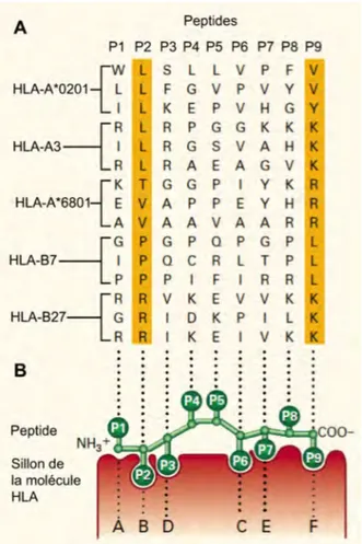 Figure 6. Interactions entre des molécules HLA et différents peptides. (A) Exemples de motifs de  liaison