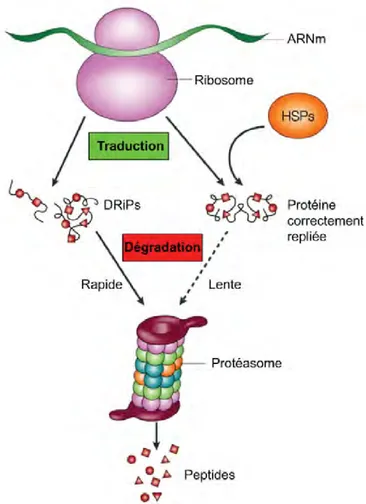 Figure 11. Synthèse  et  dégradation  des  protéines. Toutes  les  protéines sont synthétisées  par  les  ribosomes