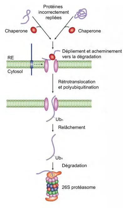 Figure 12.  L’ERAD  est  un  mécanisme  en  quatre  étapes.  À  la  première  étape,  les  protéines  incorrectement repliées dans  la  luminère du  RE  sont  reconnues et  dépliées par les  chaperonnes  résidentes  du  RE,  et  acheminées  vers  le  canal