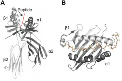 Figure 17. Représentation de la structure cristallographique du CMH II. (A) Les domaines α1, α2,  β1, β2 et un peptide du CMH II sont illustrés