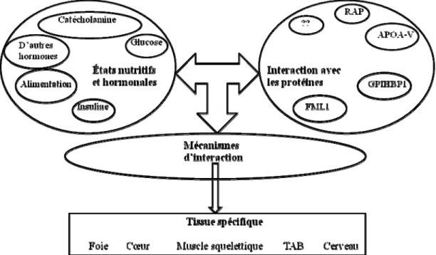 Figure 3 : Mécanismes de contrôle et de régulation de la lipoprotéine lipase 