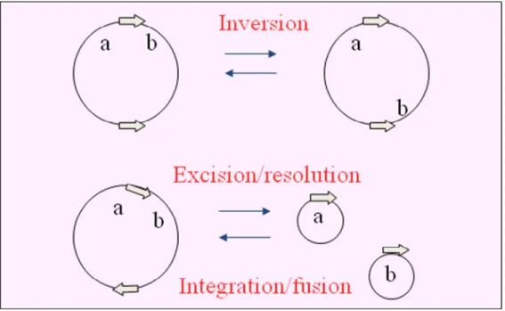 Figure 1. Outcomes from site-specific recombination.  Arrows show the 