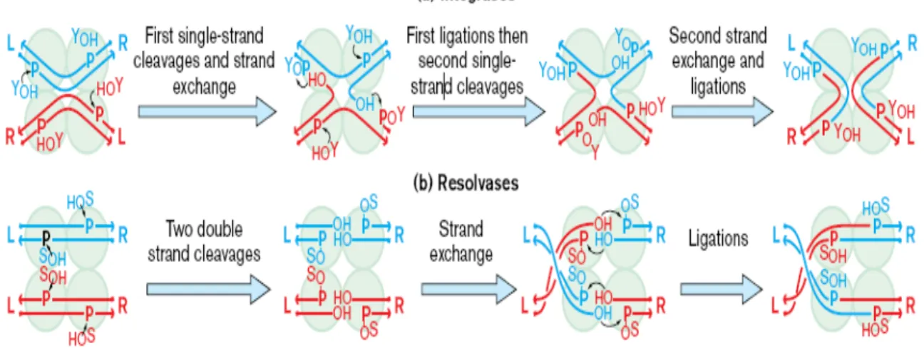 Figure 2. (a)  λ integrase and its relatives make ordered and sequential pairs of 