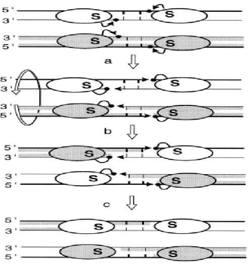 Figure 3. Model of the action of the serine recombianses. The subunit rotation 