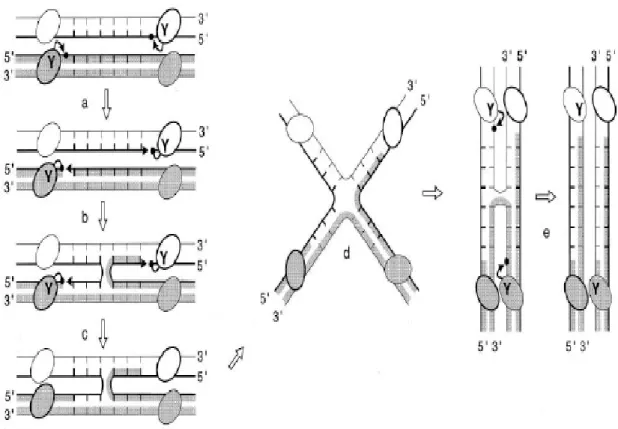 Figure 4. Sequential strand exchange by the tyrosine recombinases.  The DNA 