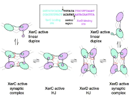 Figure 5. Schematic of a model for the control of catalytic activity within the 