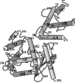 Figure 6. Overall structure of the XerD protein. The numbering refers to the 