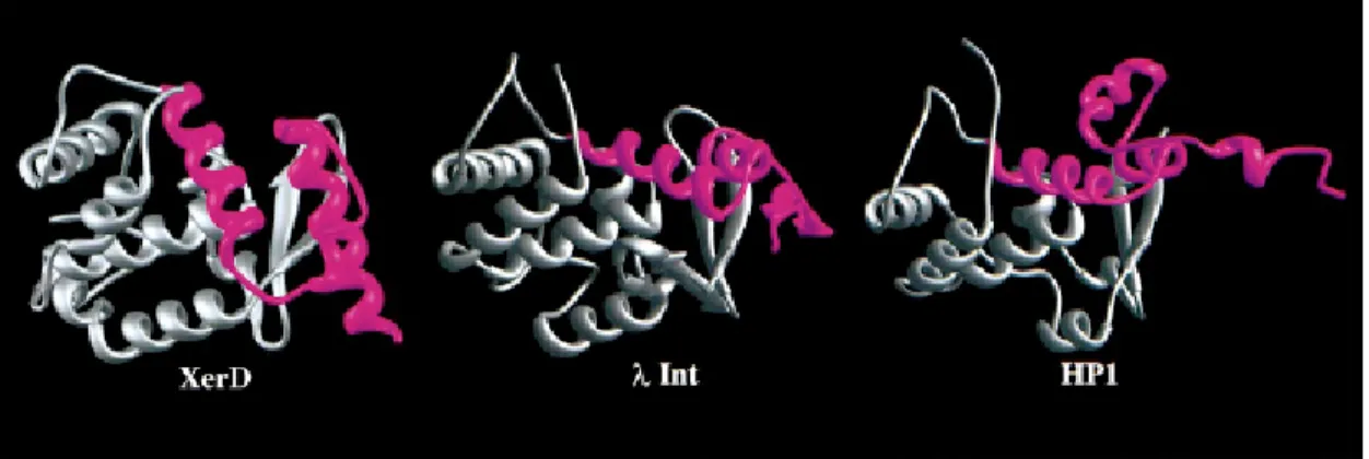 Figure 7. Comparison of the structures of the C-terminal domains of XerD, λ Int 
