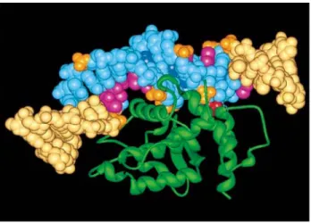 Figure 8. Model of XerD bound to DNA. Model of XerD domain 2 bound at its 
