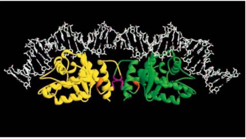 Figure 9. A model of the complex between XerC, XerD, and DNA. Ribbon 