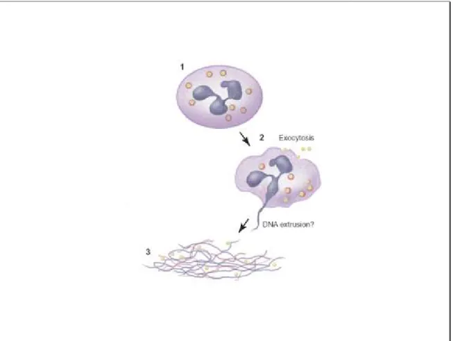 Figure 5 : La formation du NETs. 