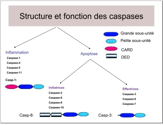 Figure 6: Classification des caspases et structures. 