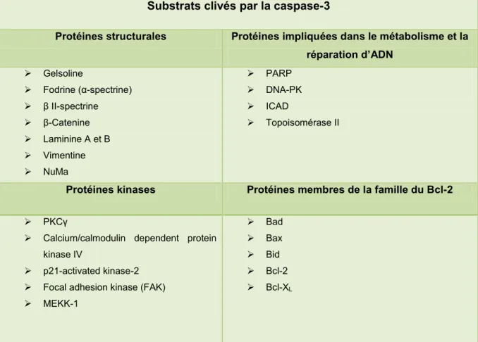 Tableau 3 : Substrats clivés lors de l‟apoptose par les caspases effectrices 
